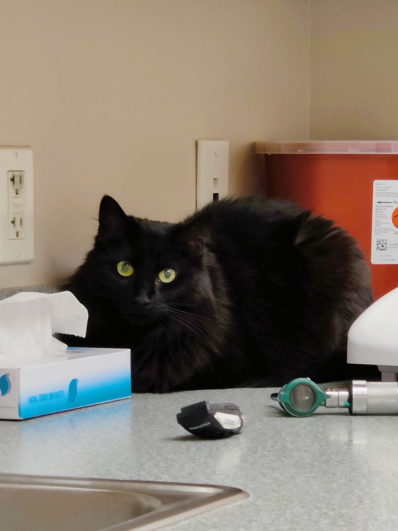 Help When a Pet Needs Care Right Away