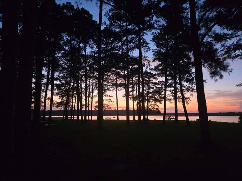 Woodpecker Trail Through Loblolly Pines