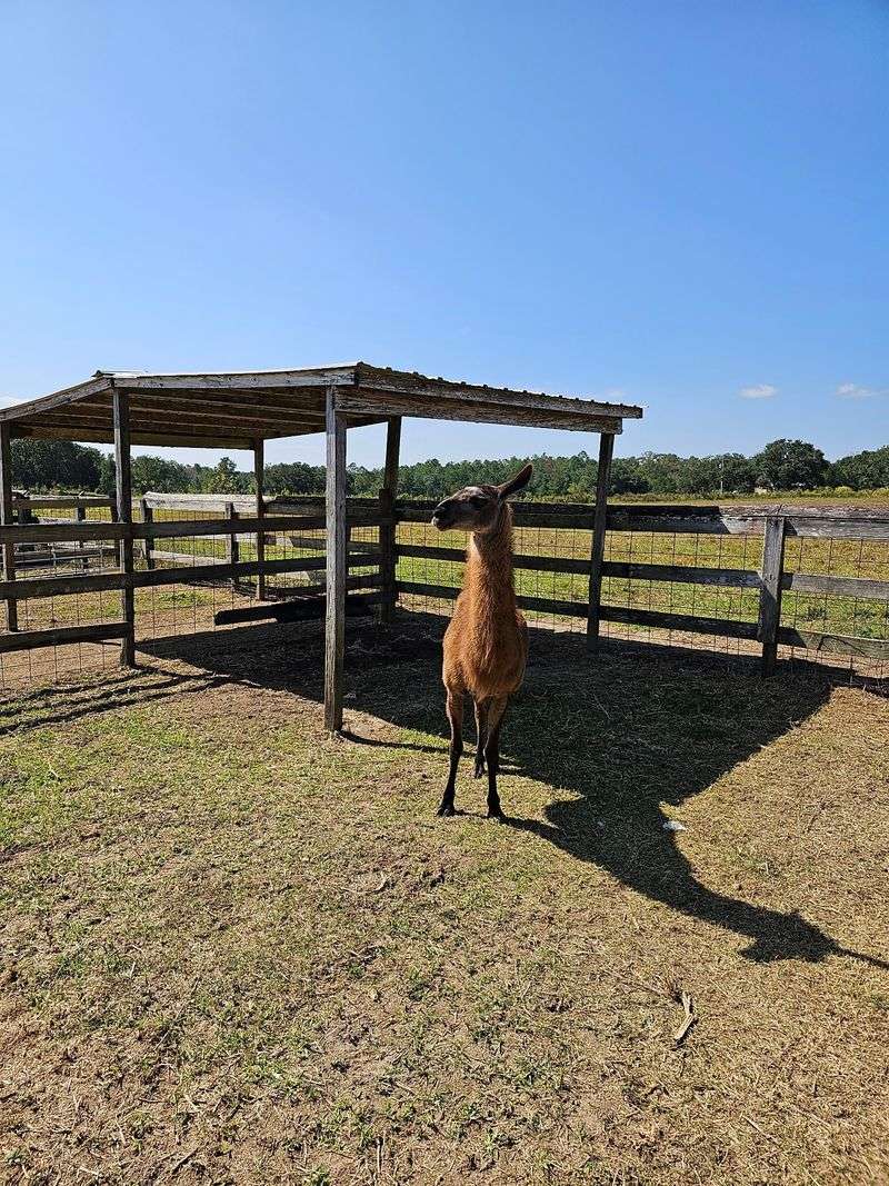 Southern Promiseland Farm, Kiln, MS