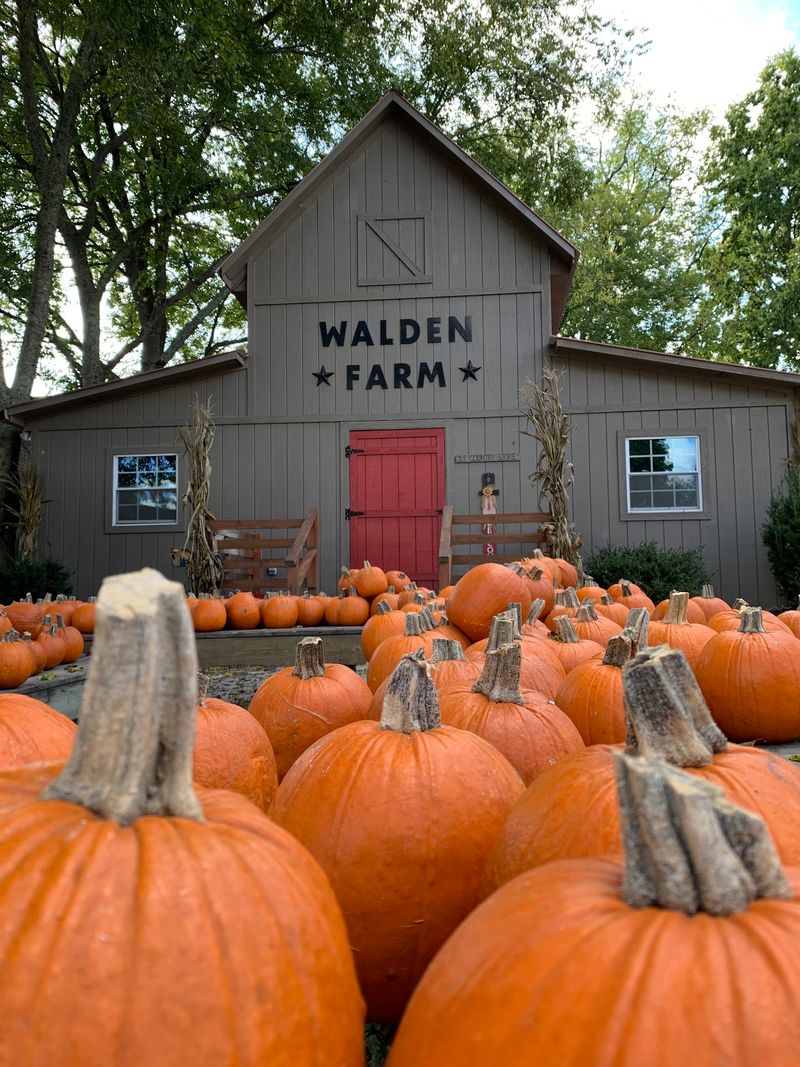 Walden Pumpkin Farm