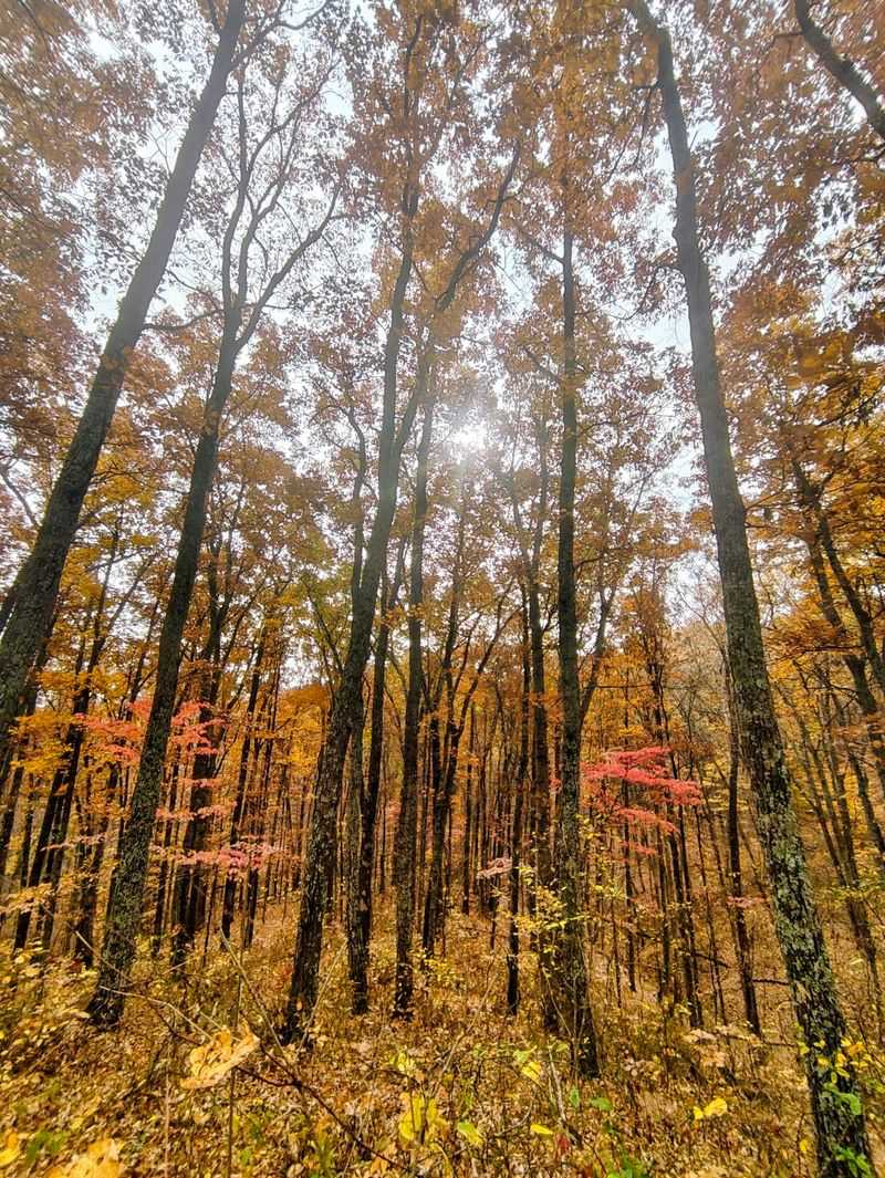 Lace Up For Trails Under A Gold Roof