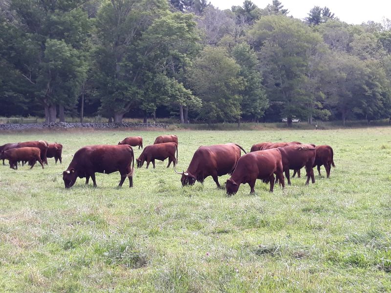 Walker Farm at Whortleberry Hill