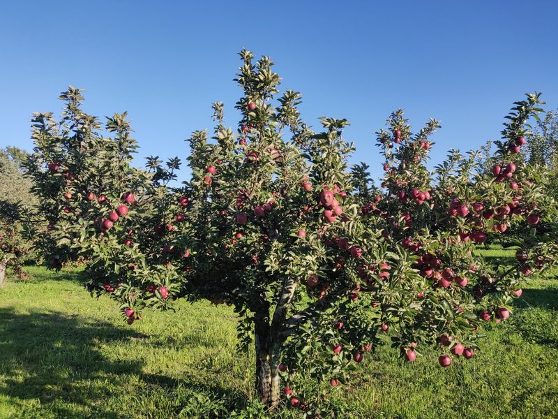 Picking Your Own Apples With A Little Expert Help
