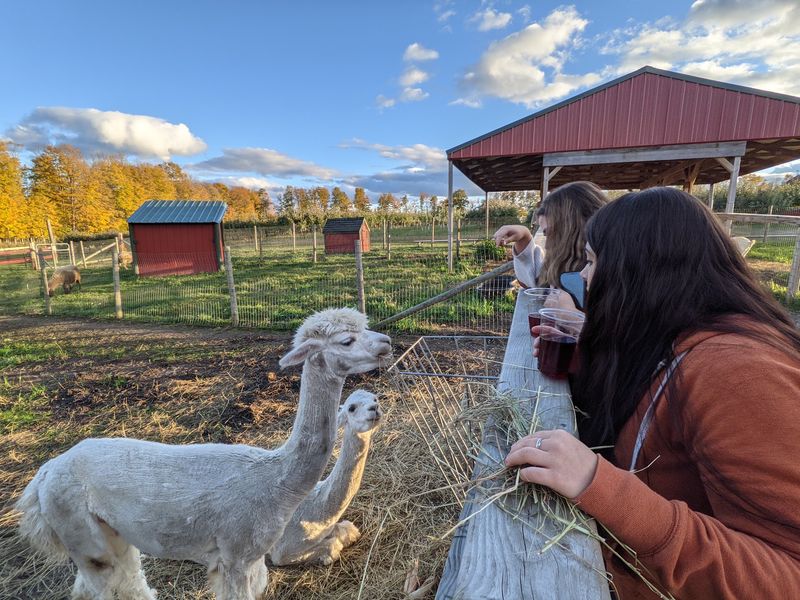 Friendly Farm Animals And Feeding Fun