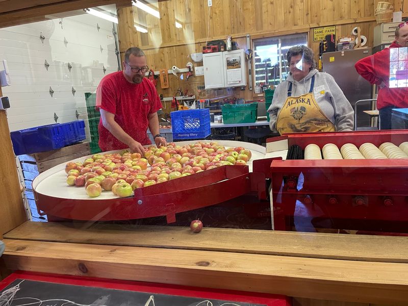 Crisp Apples In Every Shade Of Red