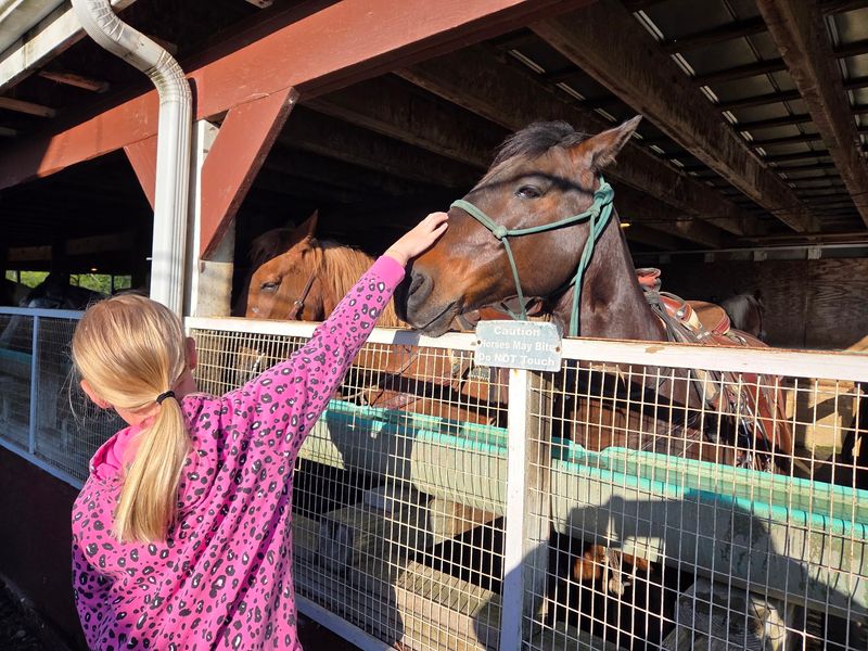 Horses Matched To Every Kind Of Rider