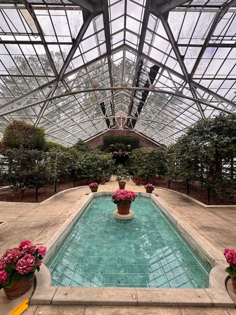 Camellias That Laugh At Winter
