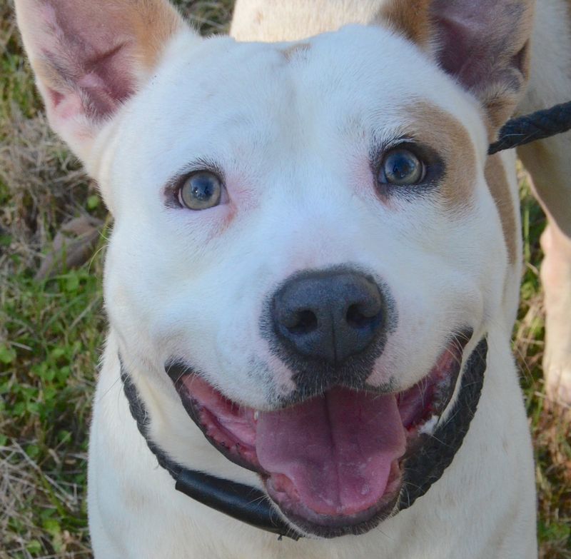 Hoofbeats and Pawprints Rescue, Natchez, MS