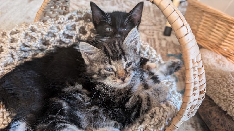 Brookhaven Animal Rescue League, Brookhaven, MS
