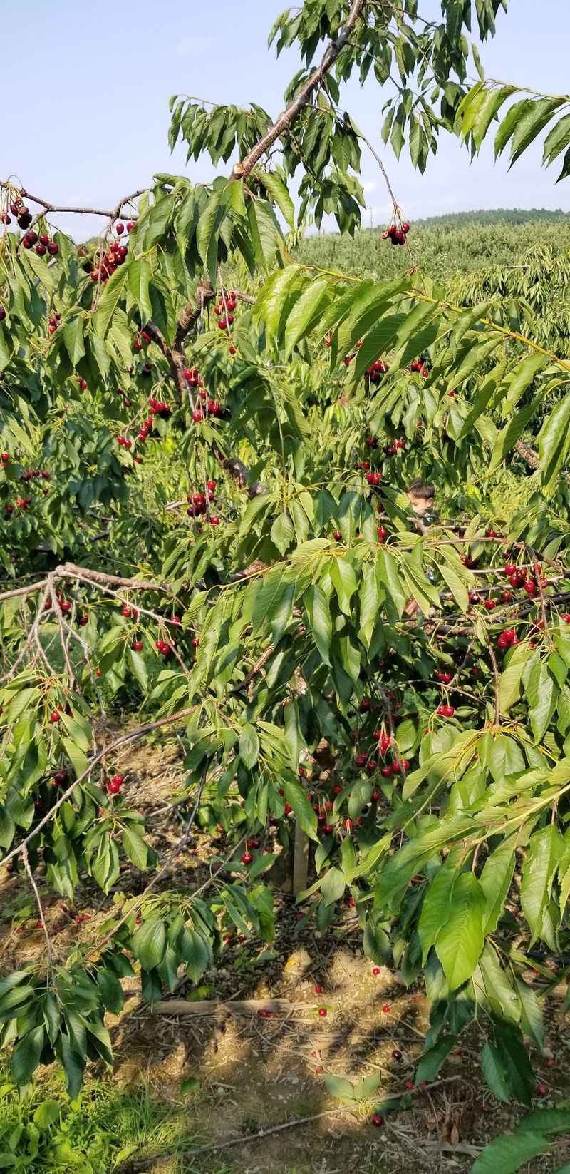 Peaches, Plums, And Summer Gold
