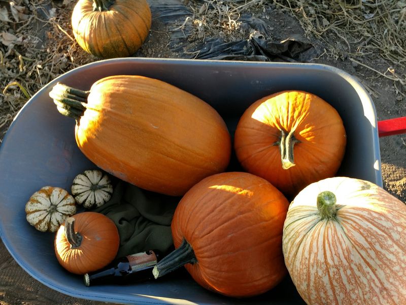 Jaker's Jack-O-Lanterns