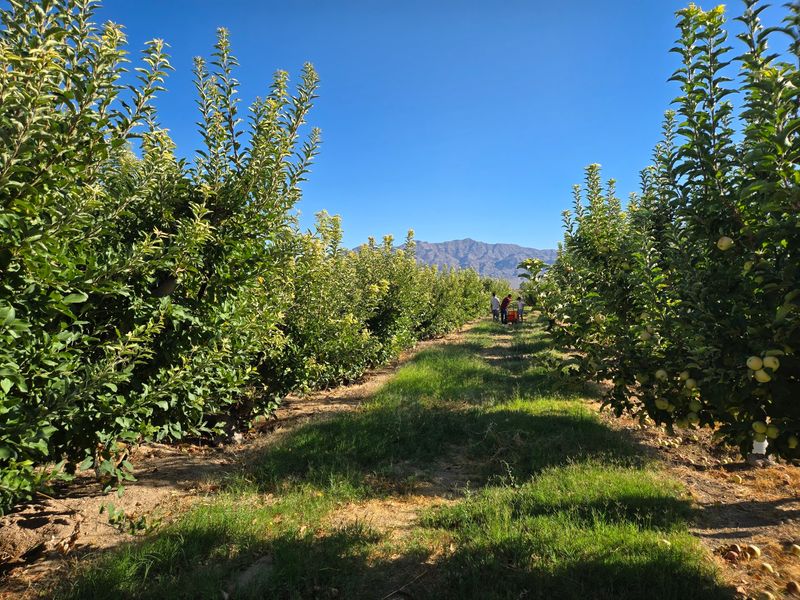 Gilcrease Orchard