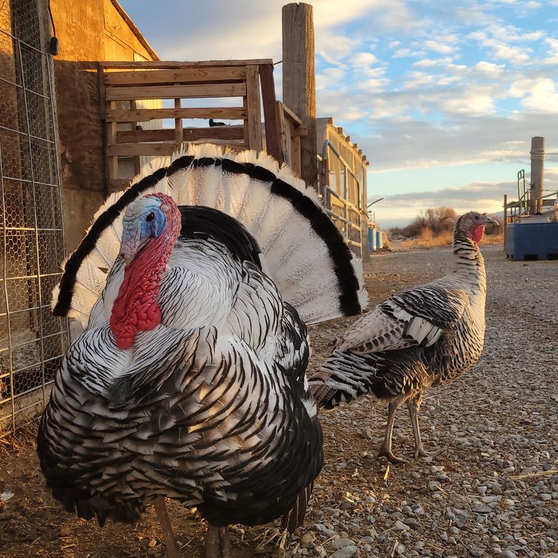 A Turkey With Dance Moves Steals The Spotlight