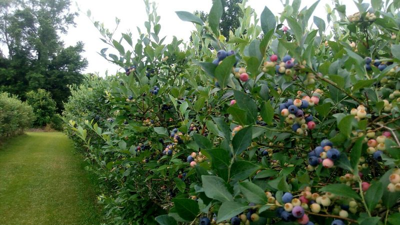 A Retirement Dream Turned Berry Patch
