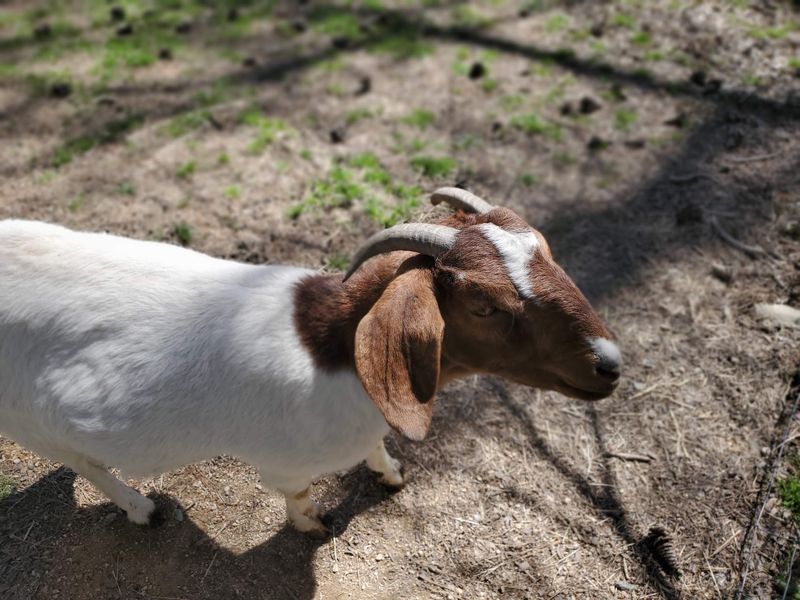 Goats, Chickens, And Guinea Fowl Join The Party