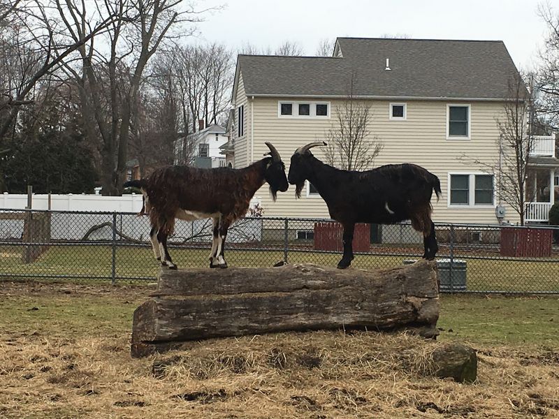 Lewis Oliver Farm Sanctuary - Northport