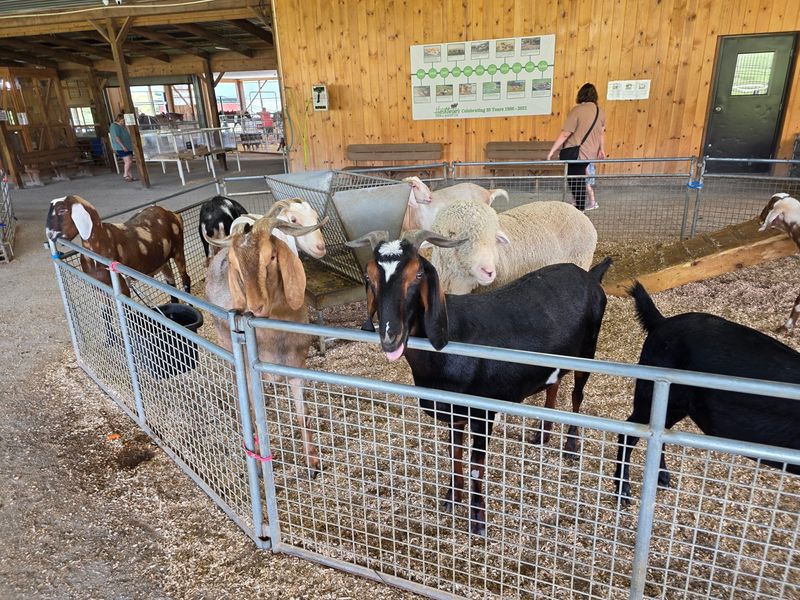 Over 100 Animals Wait In Holmes County's Big Petting Area