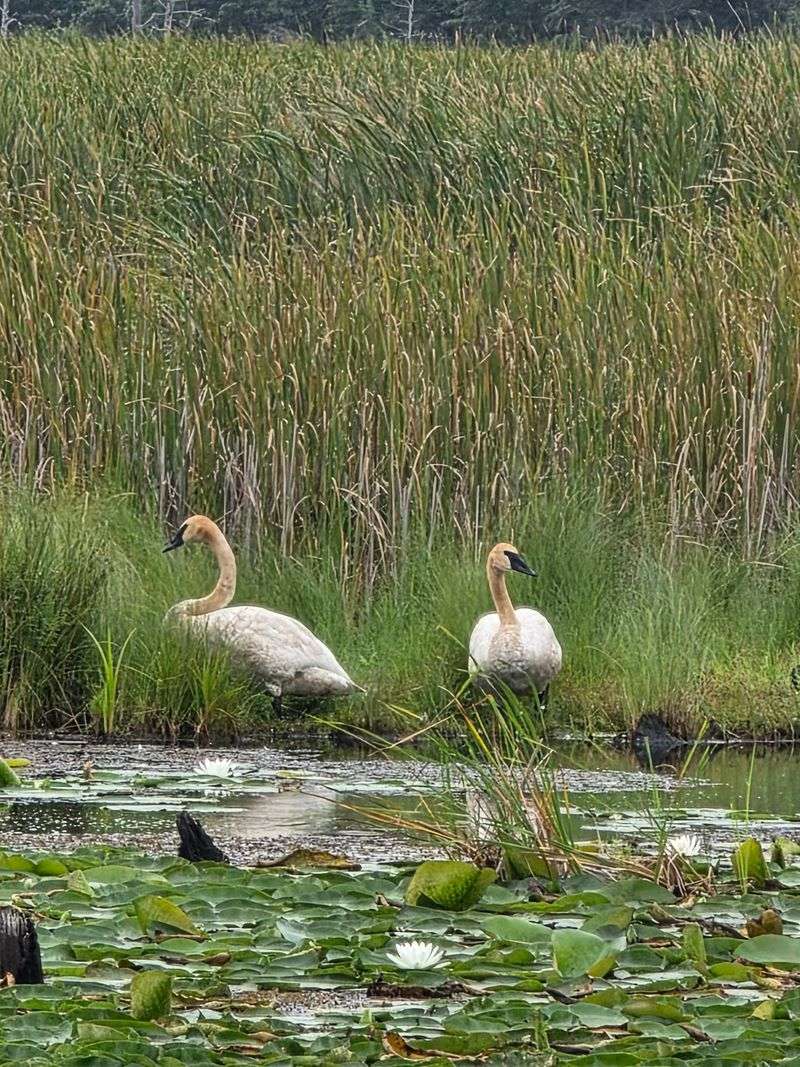 Marshland Neighbors Beyond The Eagles