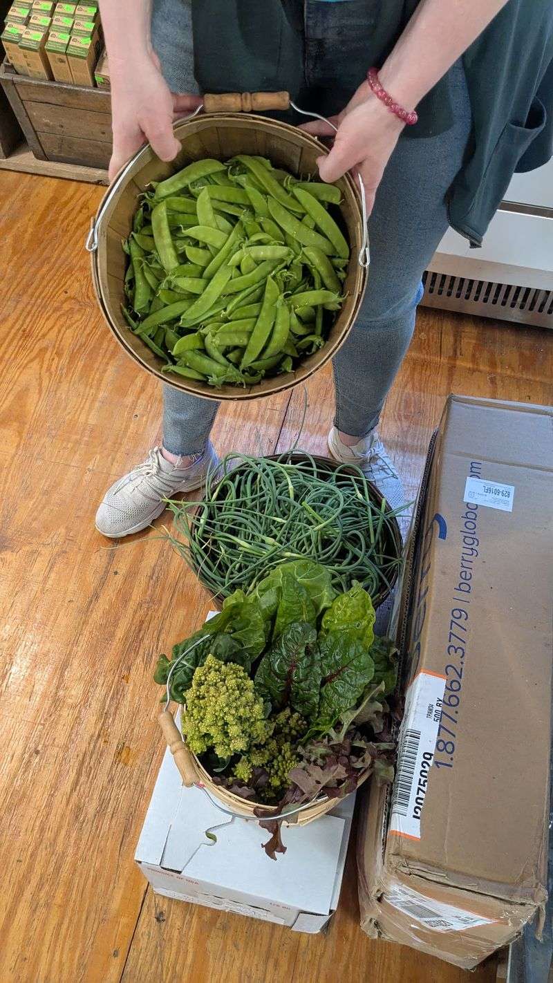 Vegetables Picked This Morning Are Hard To Beat
