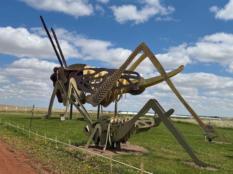 Grasshoppers Hide Among Giant Wheat