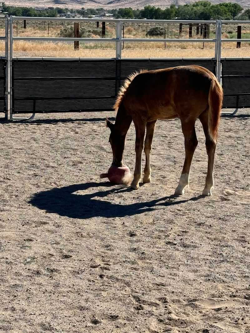 Wild Horse Connection