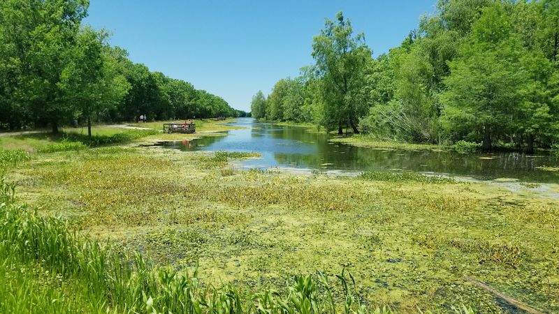 Brazos Bend State Park, Needville
