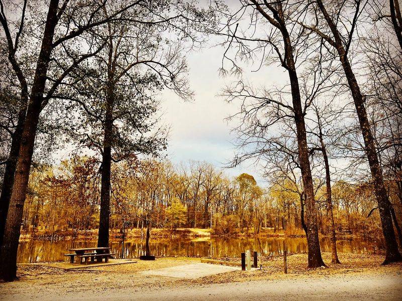 Lakeside Campsites Beneath Towering Shade Trees