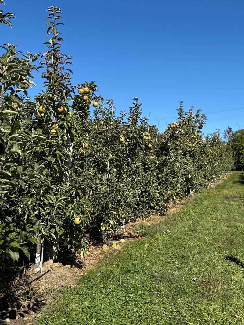Rows Of Apple Variety