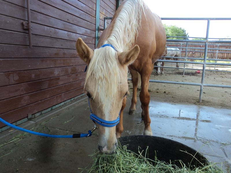 Desert Pines Horse Rescue