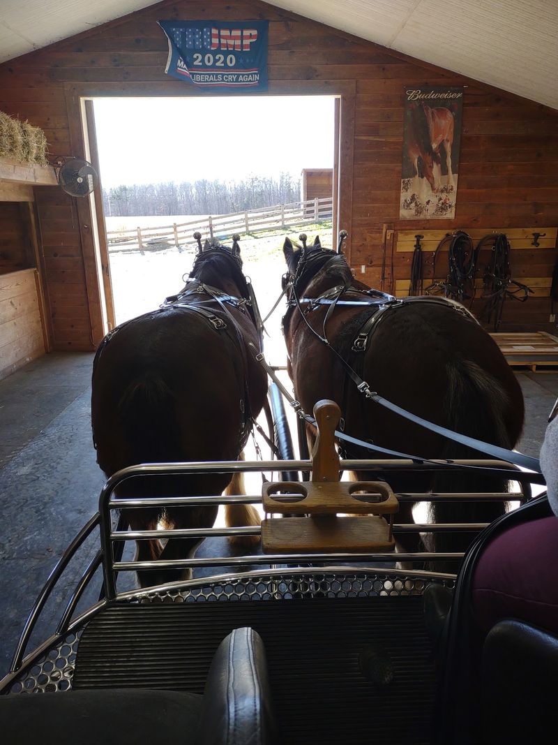 Your Camera Roll Is About To Get Very Horsey