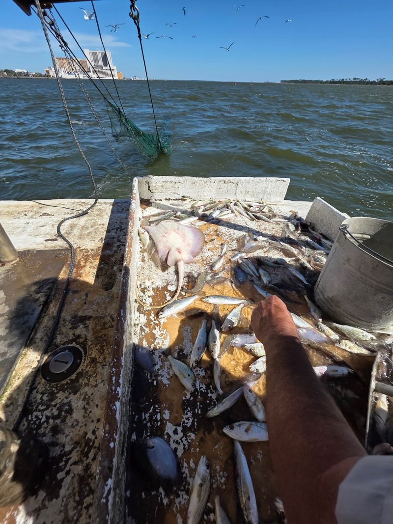 What Turns Up in the Catch