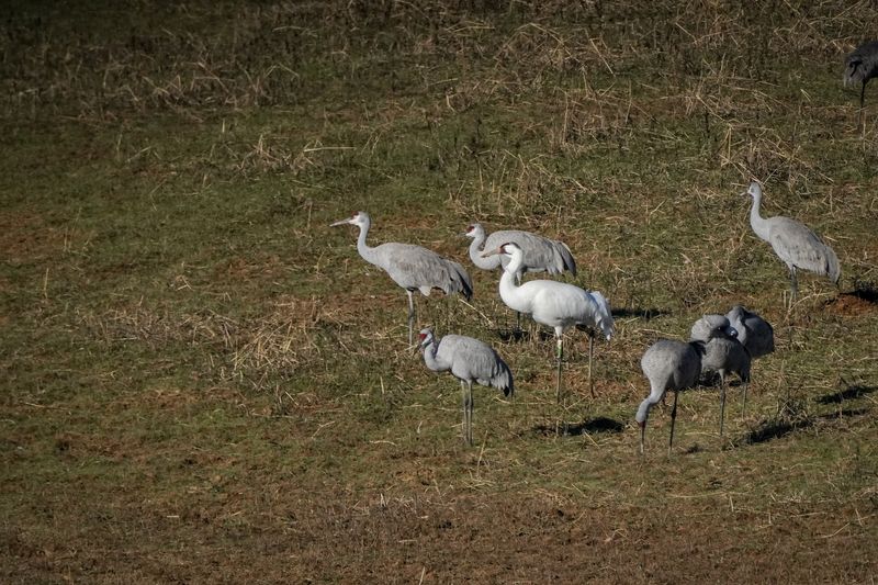 Farm Fields Here Double As A Crane Buffet