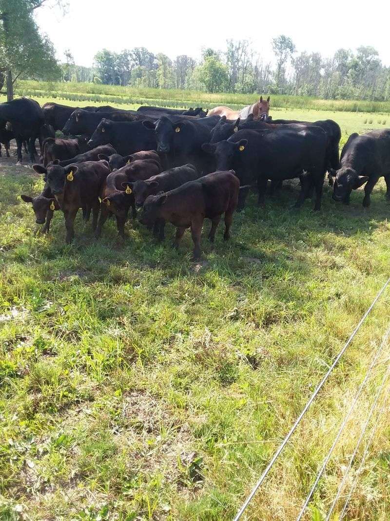 Stonehedge Beef Farm