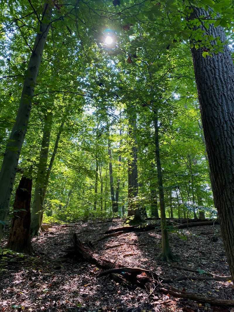 Pack A Map Because The Blazes Play Hide And Seek