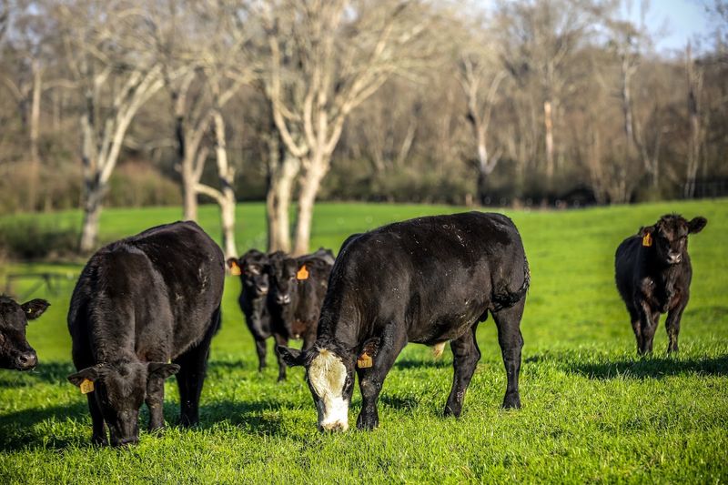 Culbertson Cattle Co.