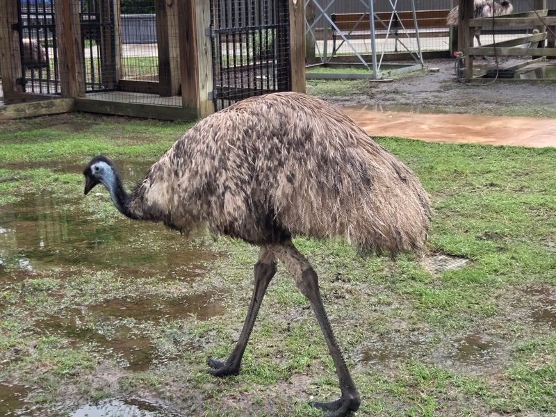 Wallabies And Emus In The Down Under Walk-Through