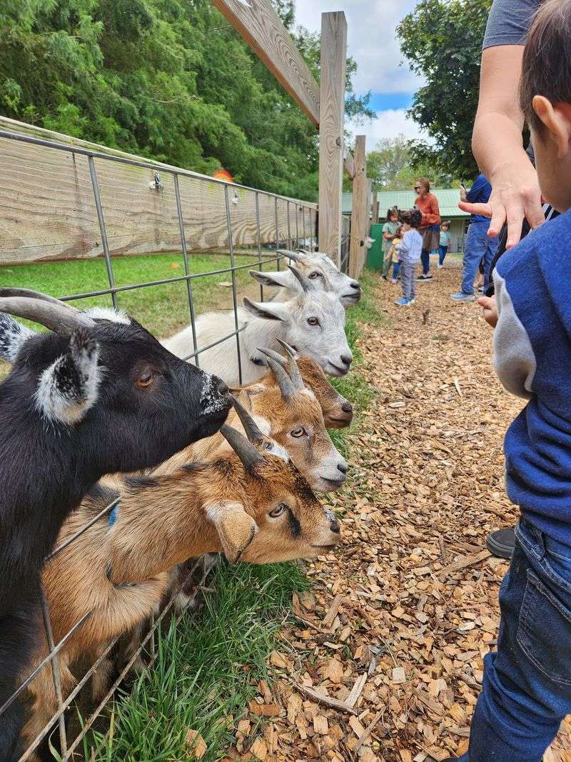 Goats, Ponies, And Plenty Of Friendly Faces Await