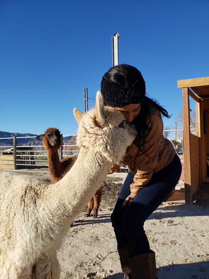 Say I Do With An Alpaca In The Wedding Party