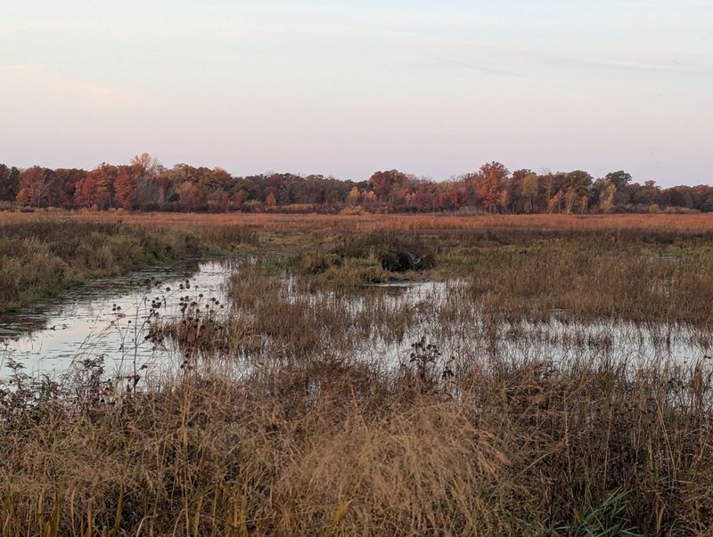 A Wild Patchwork Where Prairie Meets Forest