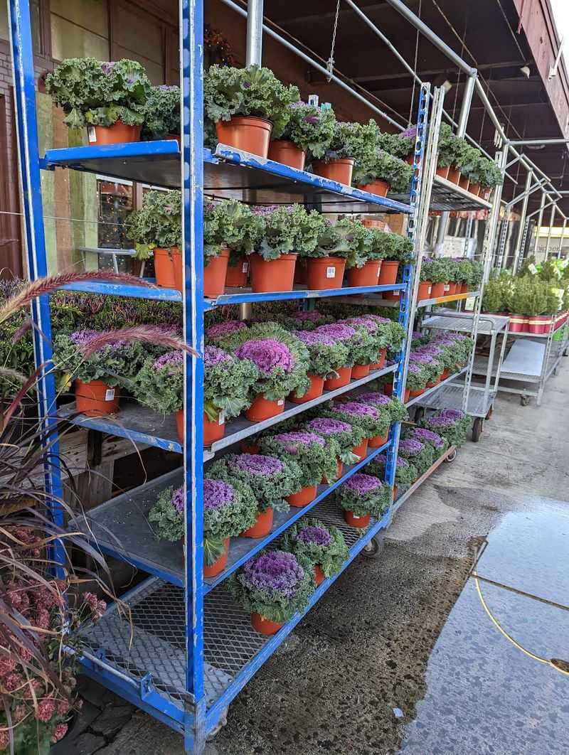 Mums And Ornamental Kale Can Handle The Chill