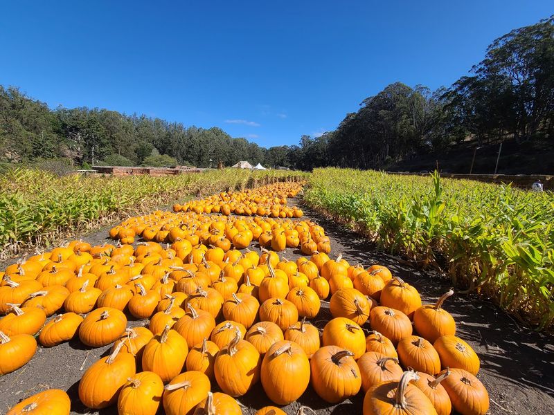Pumpkins That Started As Pig Food