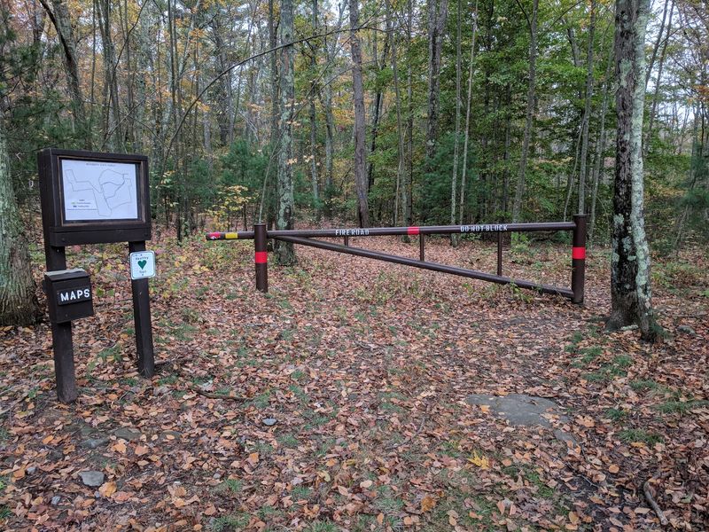 Rehoboth State Forest And Its Cedar Swamp Surprise