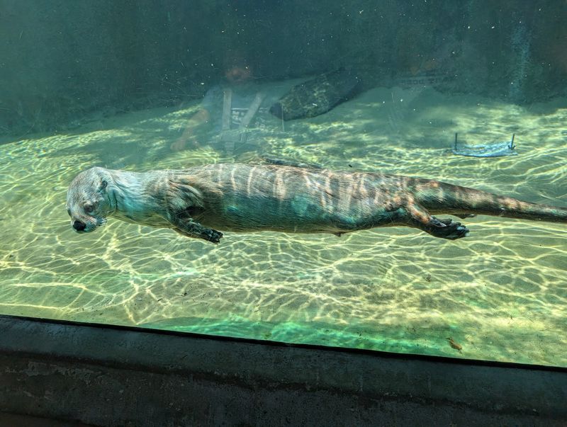 An Otter Named Daisy Might Become Your Favorite Swimmer