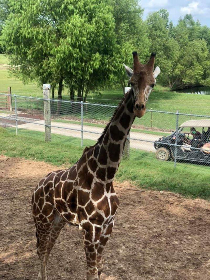 Eye to Eye with the Giraffes