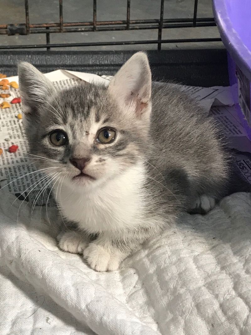 Health Questions Every Adopter Should Ask