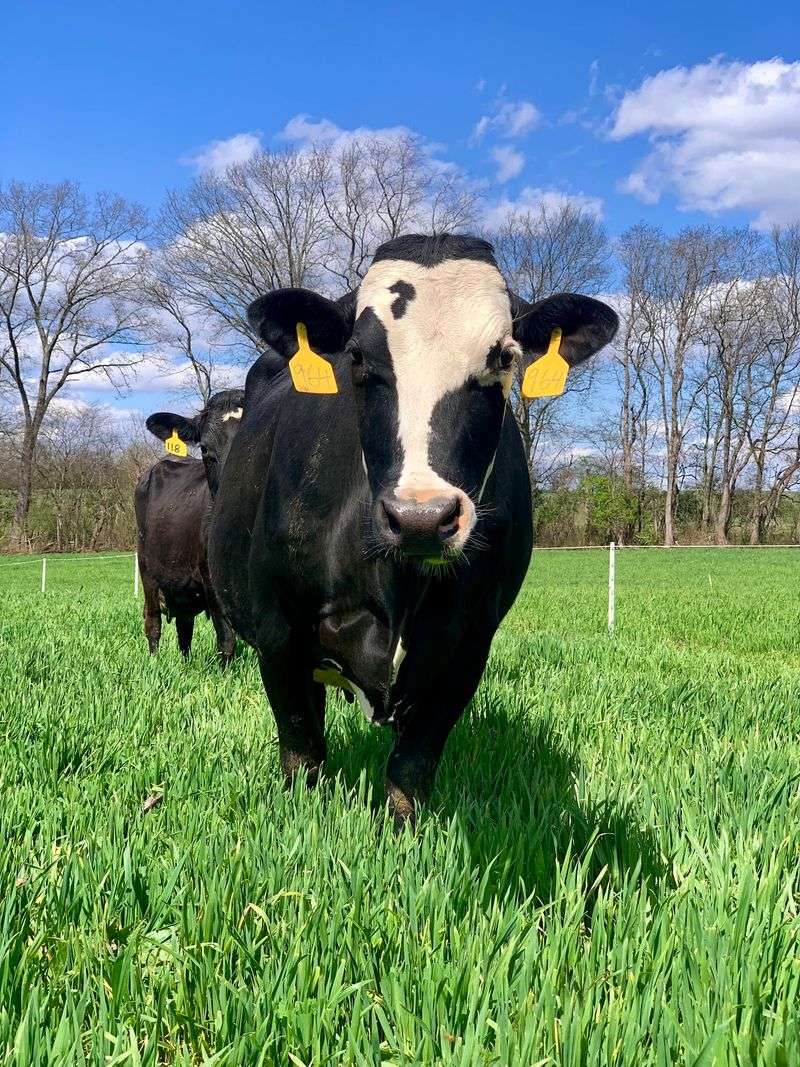 Life On A Cow's Schedule