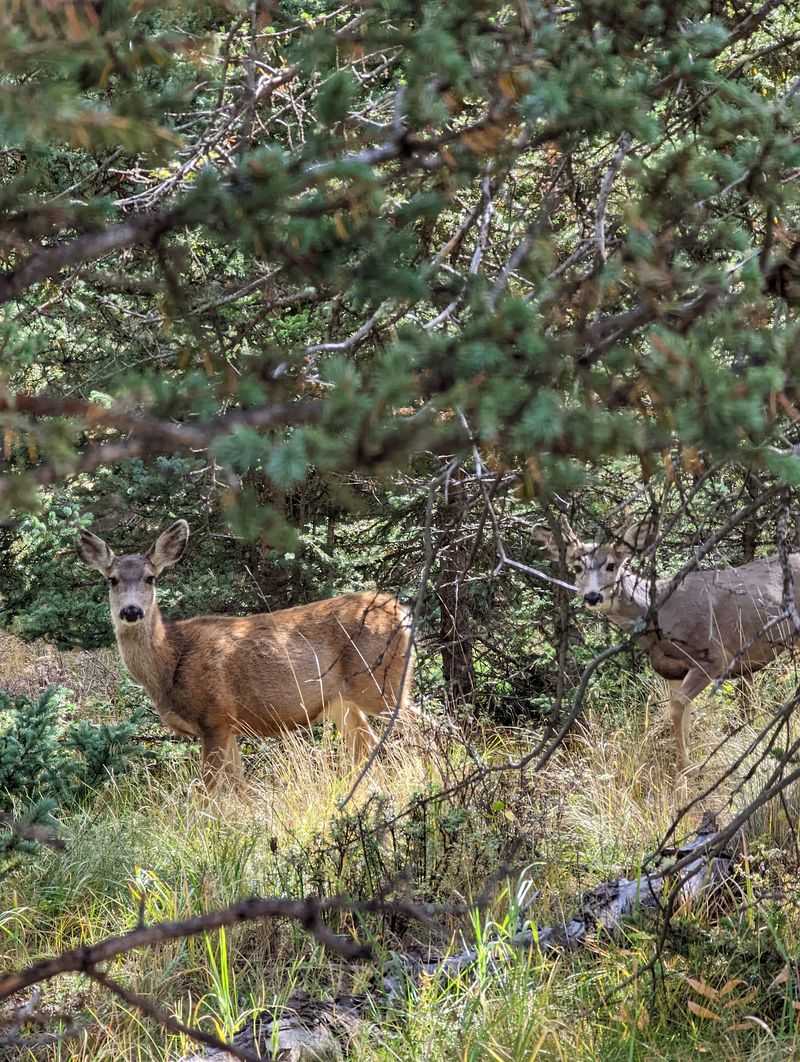 More Wildlife Than Just Elk