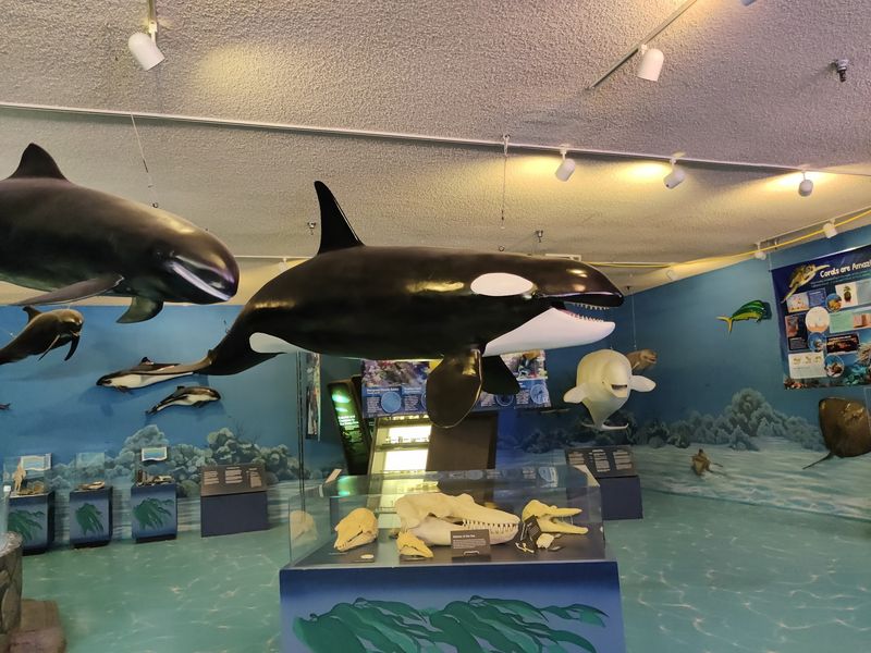 Stingrays, Sharks, and the 2 PM Feeding
