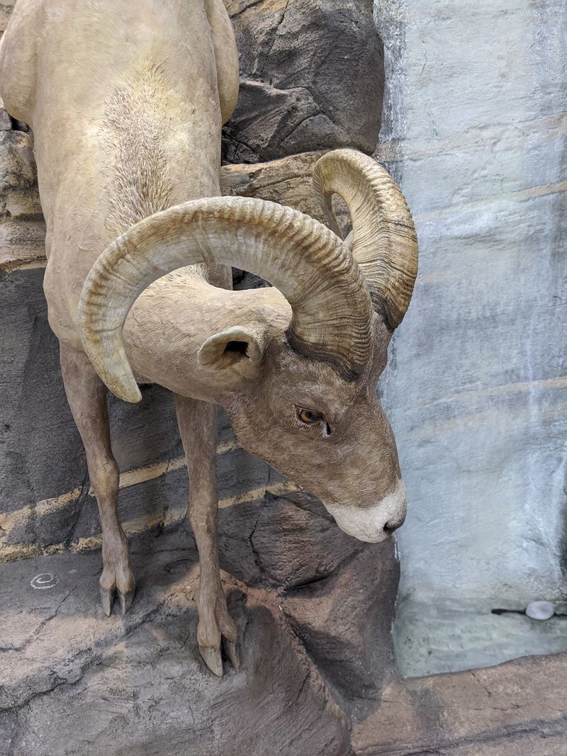 The Biggest Refuge In The Lower 48 Started With One Very Tough Sheep
