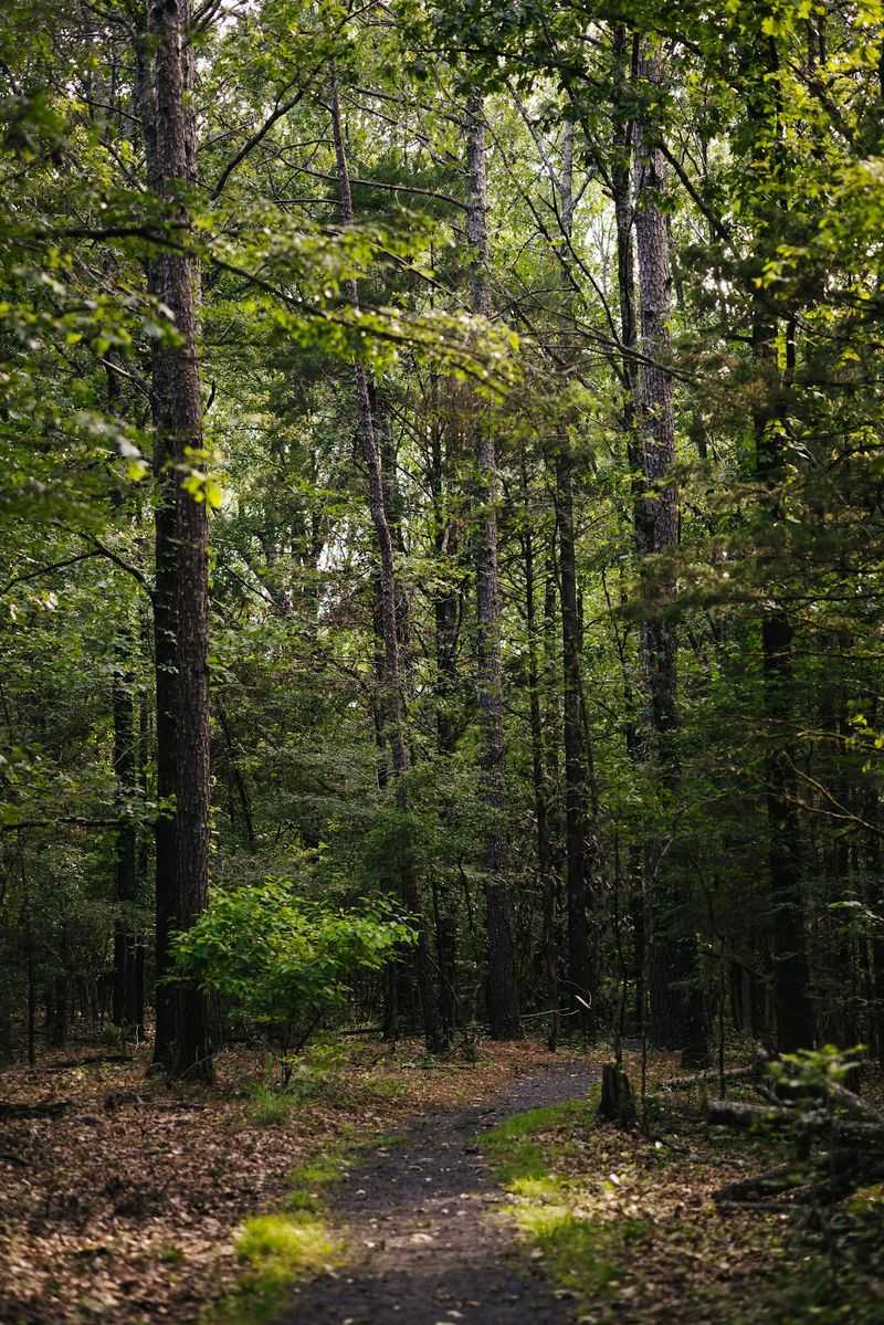 Old Footsteps On The Natchez Trace